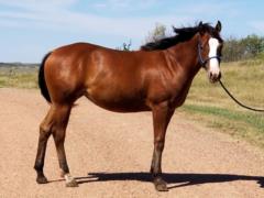 Paddys Oak Arrow JW <BR> AQHA 5947381